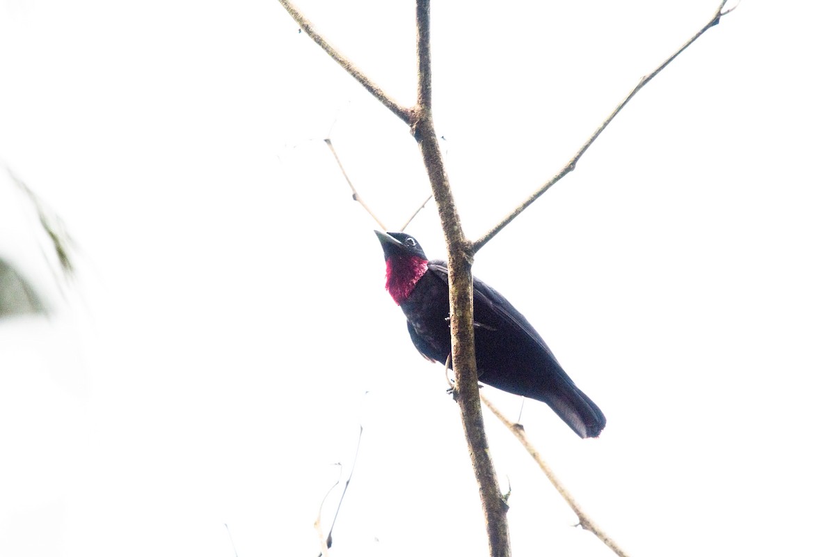 Purple-throated Fruitcrow - ML615933396