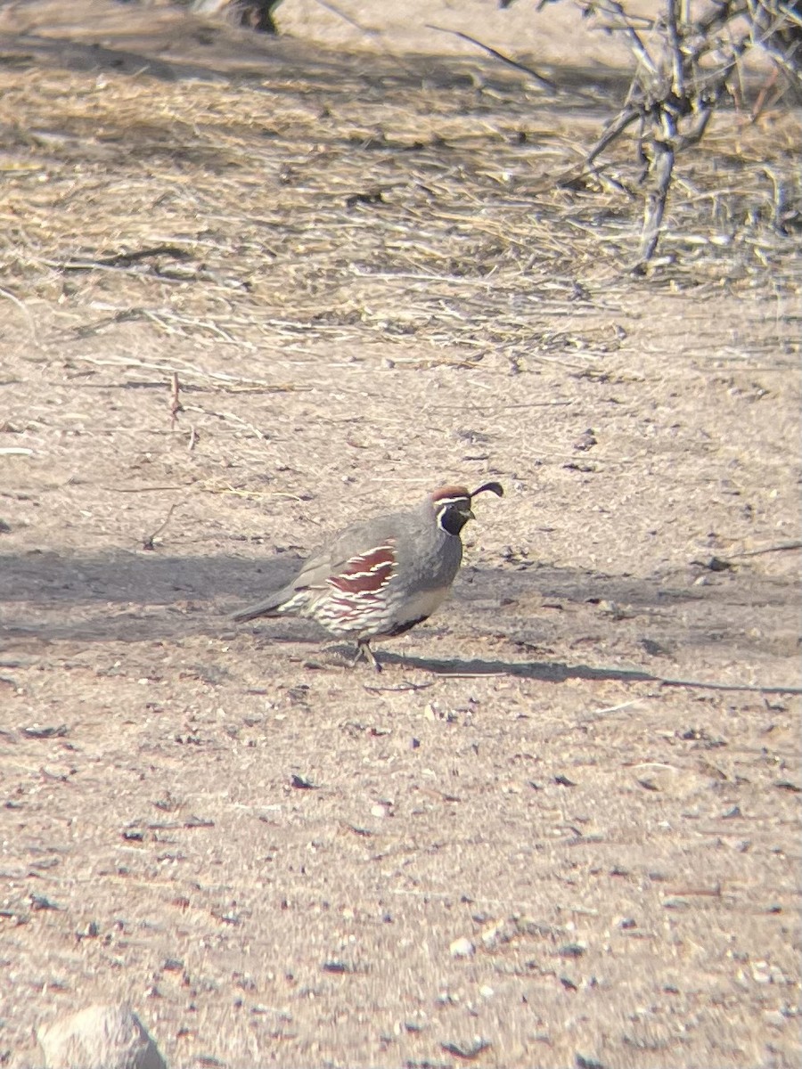 Gambel's Quail - ML615933436