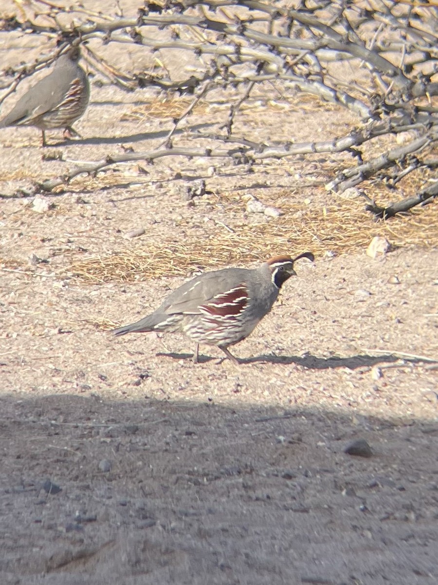 Gambel's Quail - ML615933437