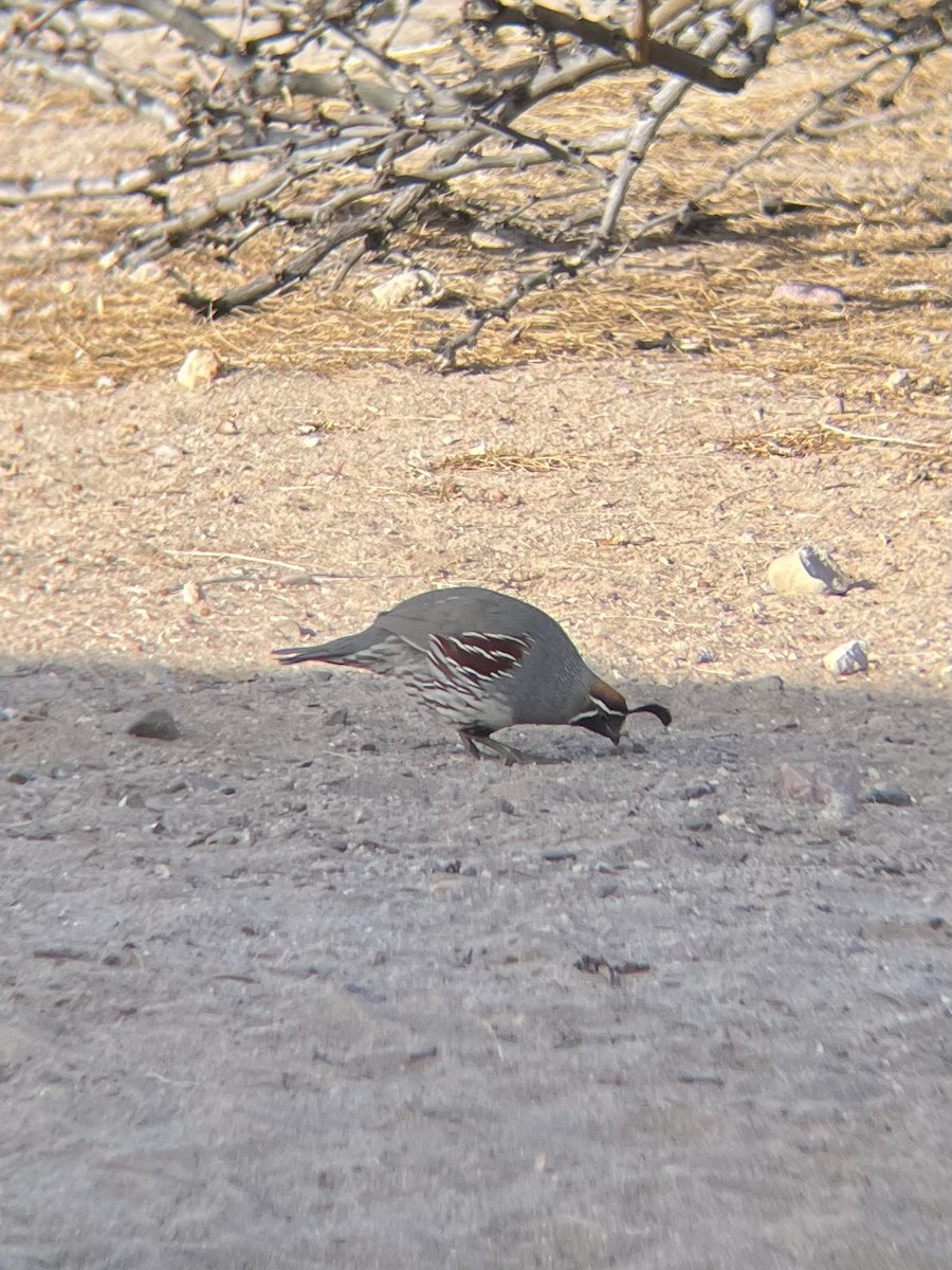 Gambel's Quail - ML615933438