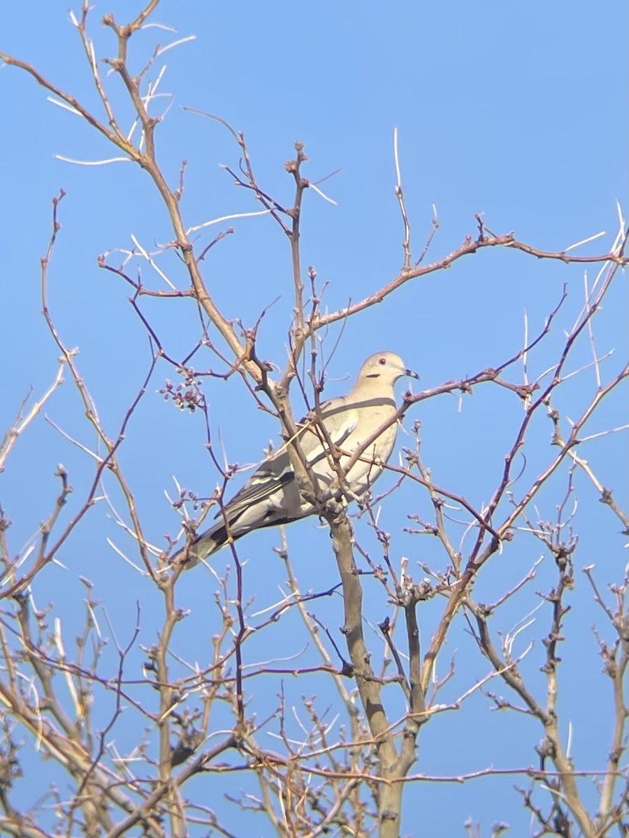 White-winged Dove - ML615933447