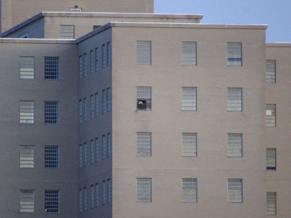 Red-tailed Hawk - ML615933461