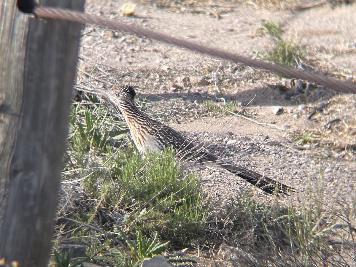 Greater Roadrunner - ML615933485