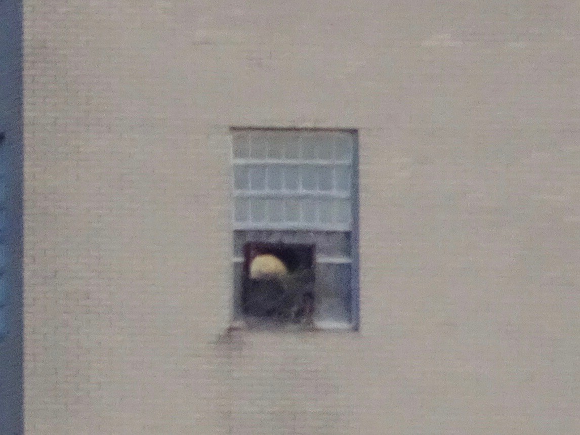 Red-tailed Hawk - ML615933489