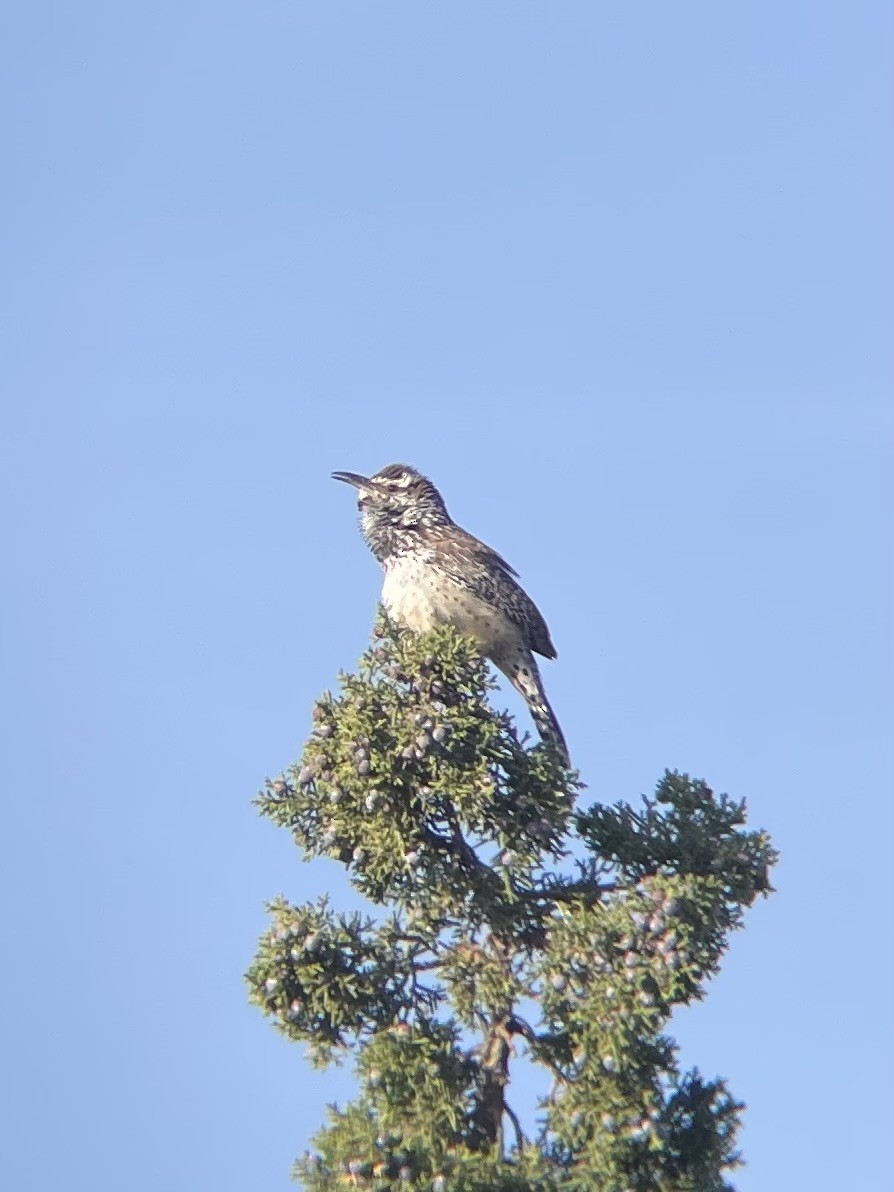 Cactus Wren - James Kachline