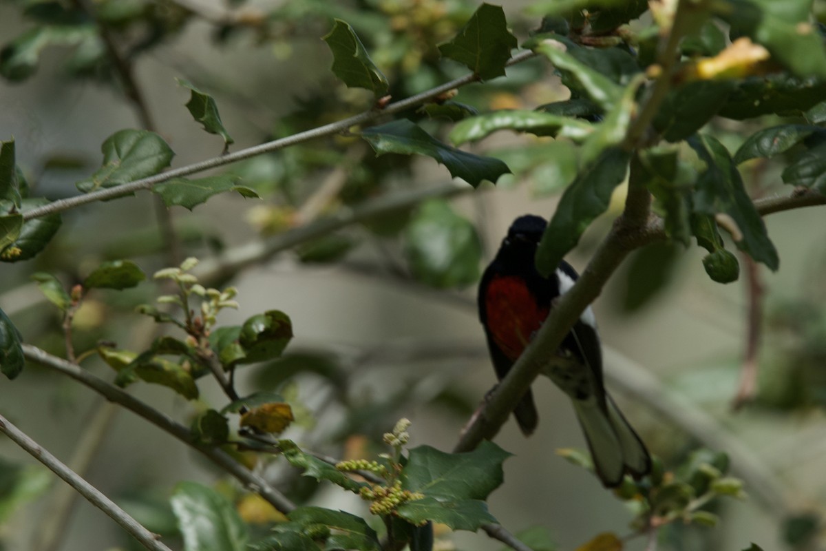 Painted Redstart - Deanna McLaughlin