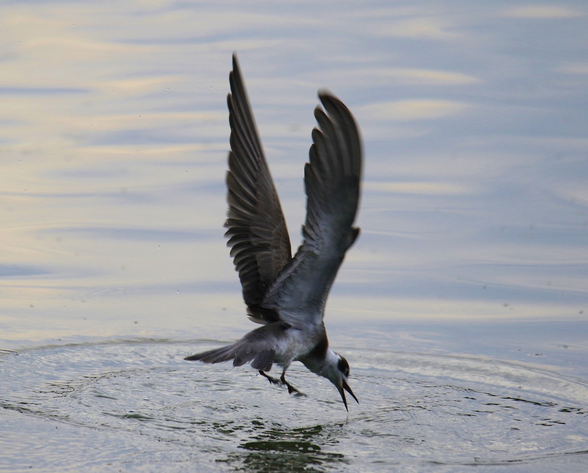 Black Tern - Laurel Ironside