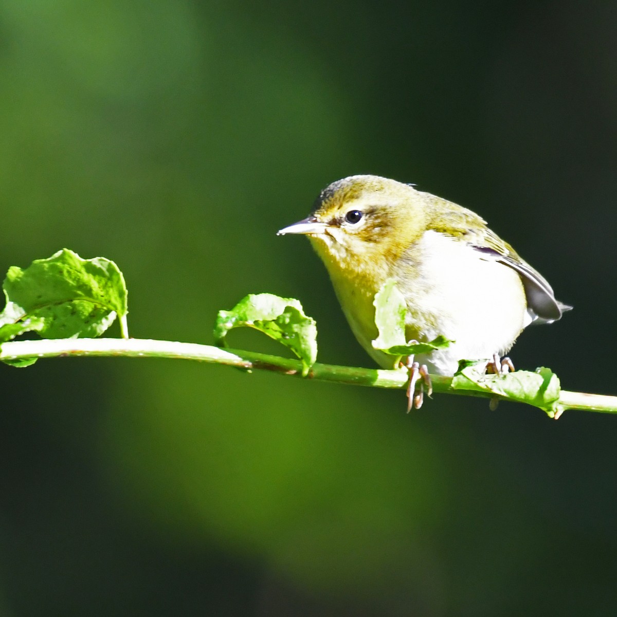 Tennessee Warbler - ML615933547