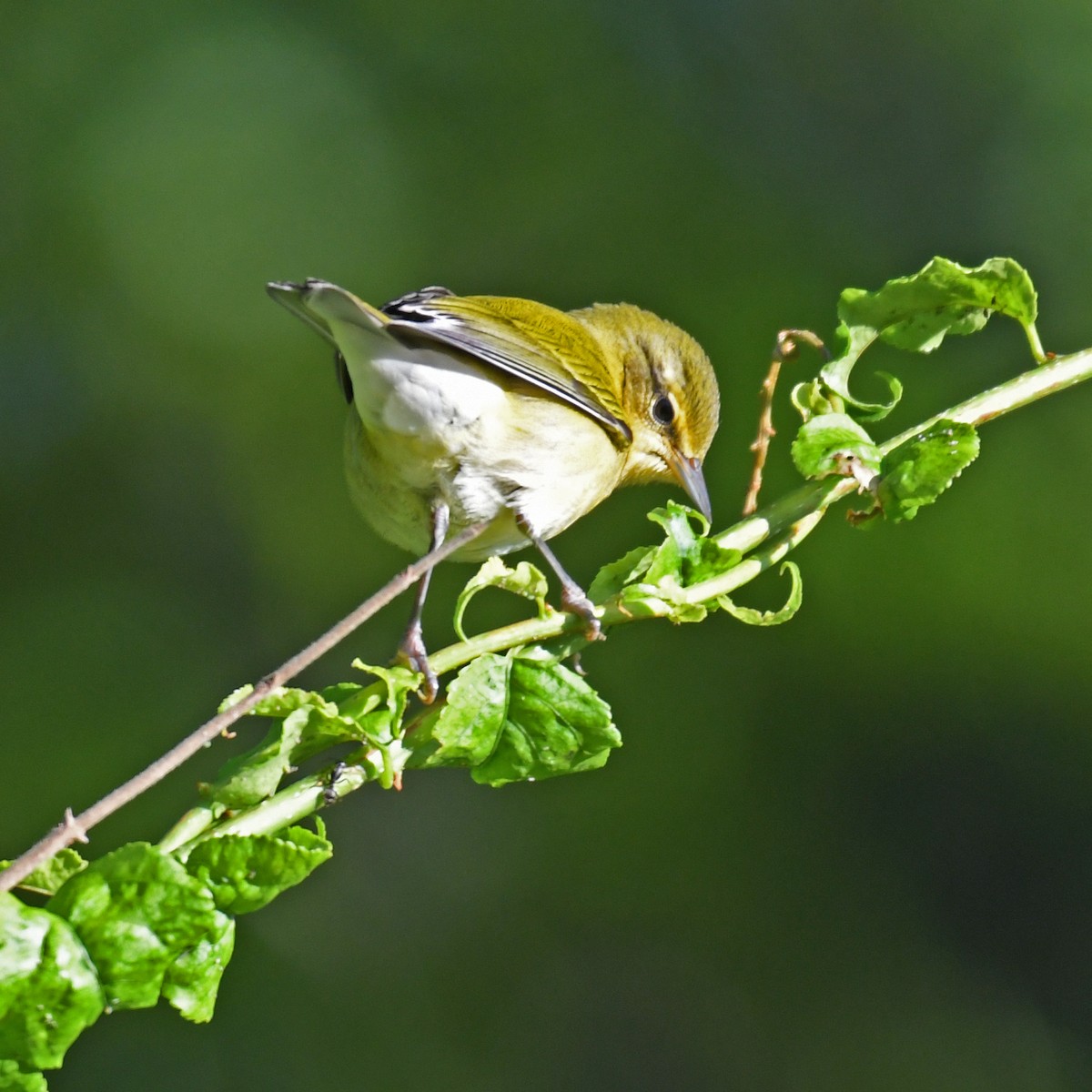 Tennessee Warbler - ML615933549