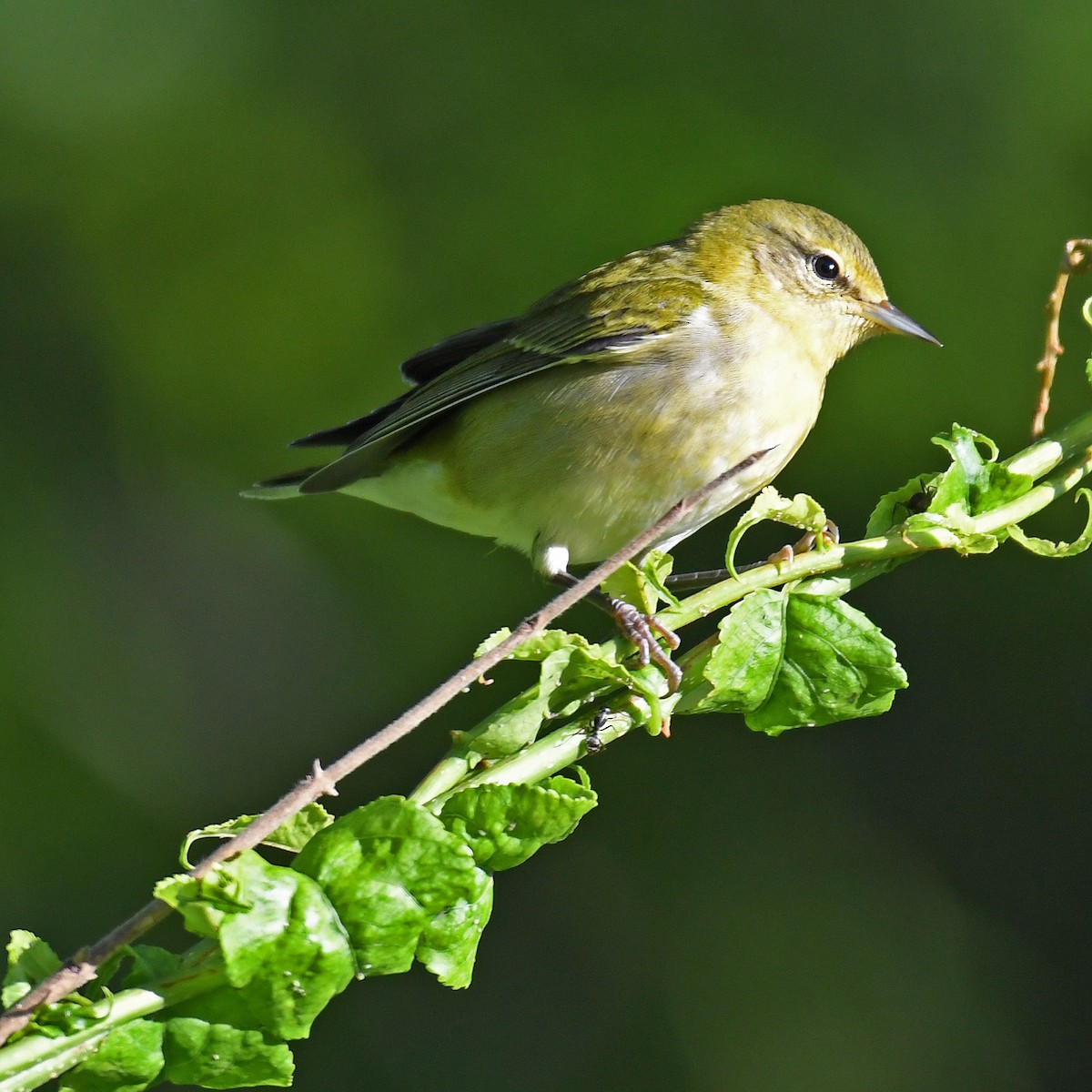 Tennessee Warbler - ML615933550