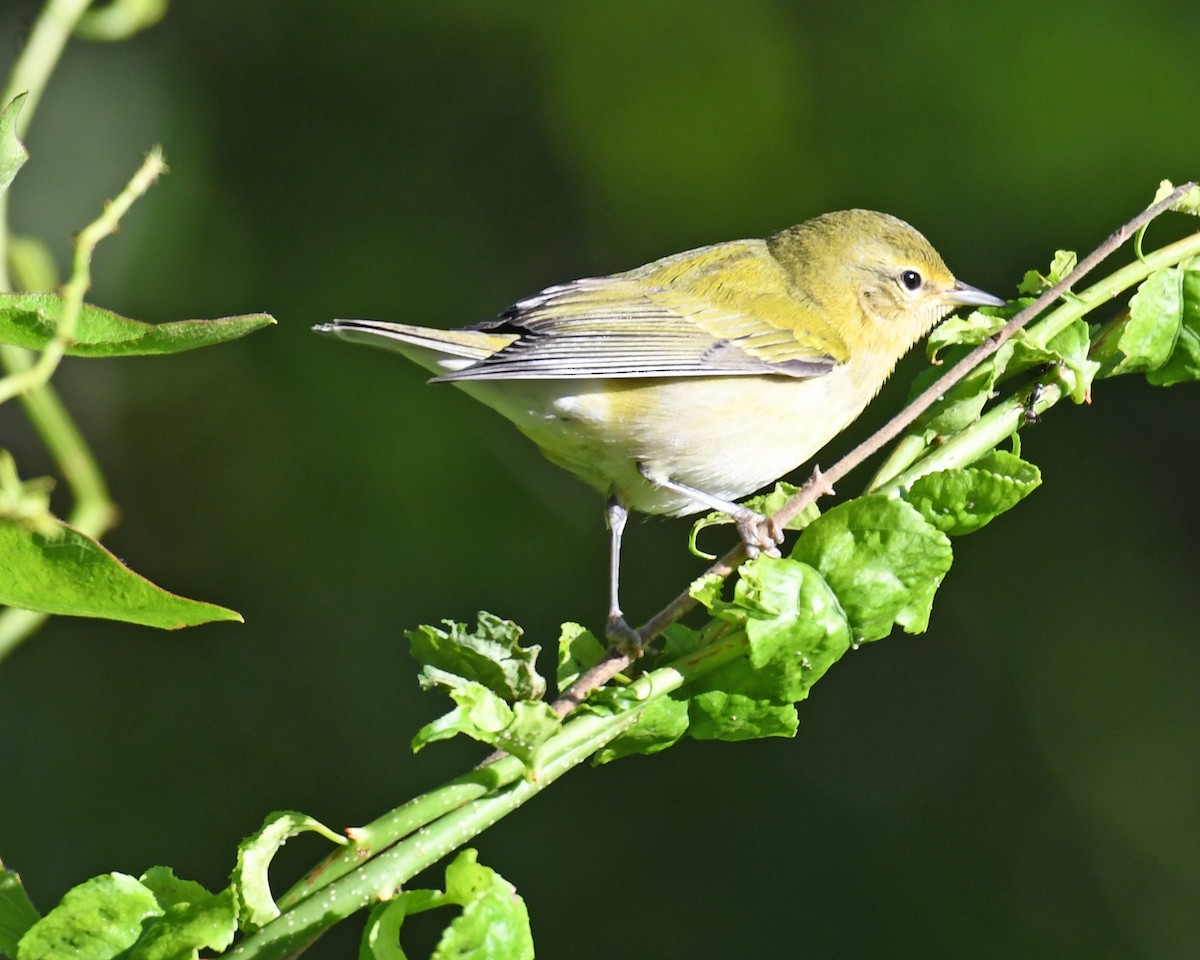 Tennessee Warbler - ML615933554