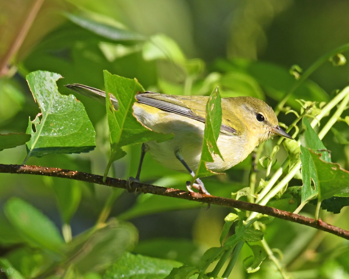 Tennessee Warbler - ML615933556