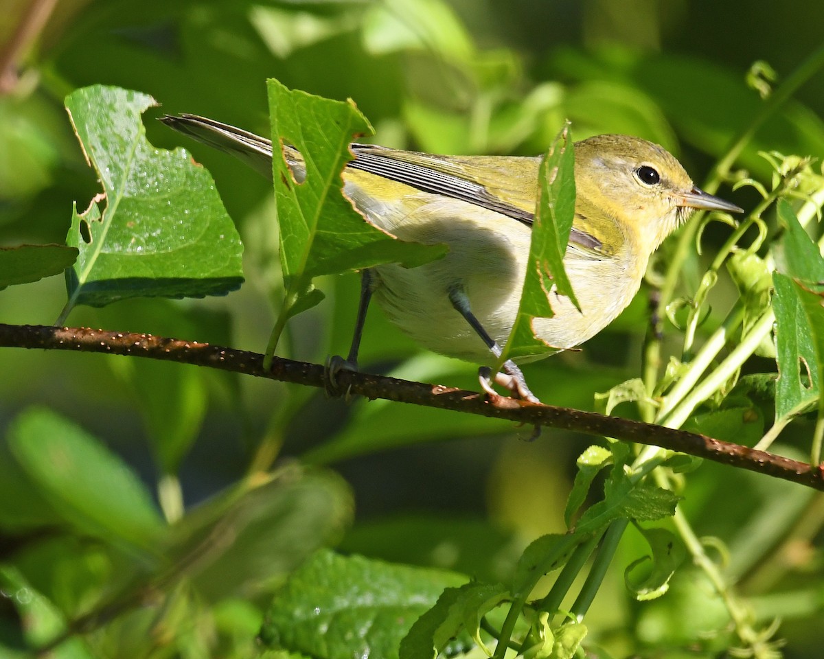 Tennessee Warbler - ML615933557