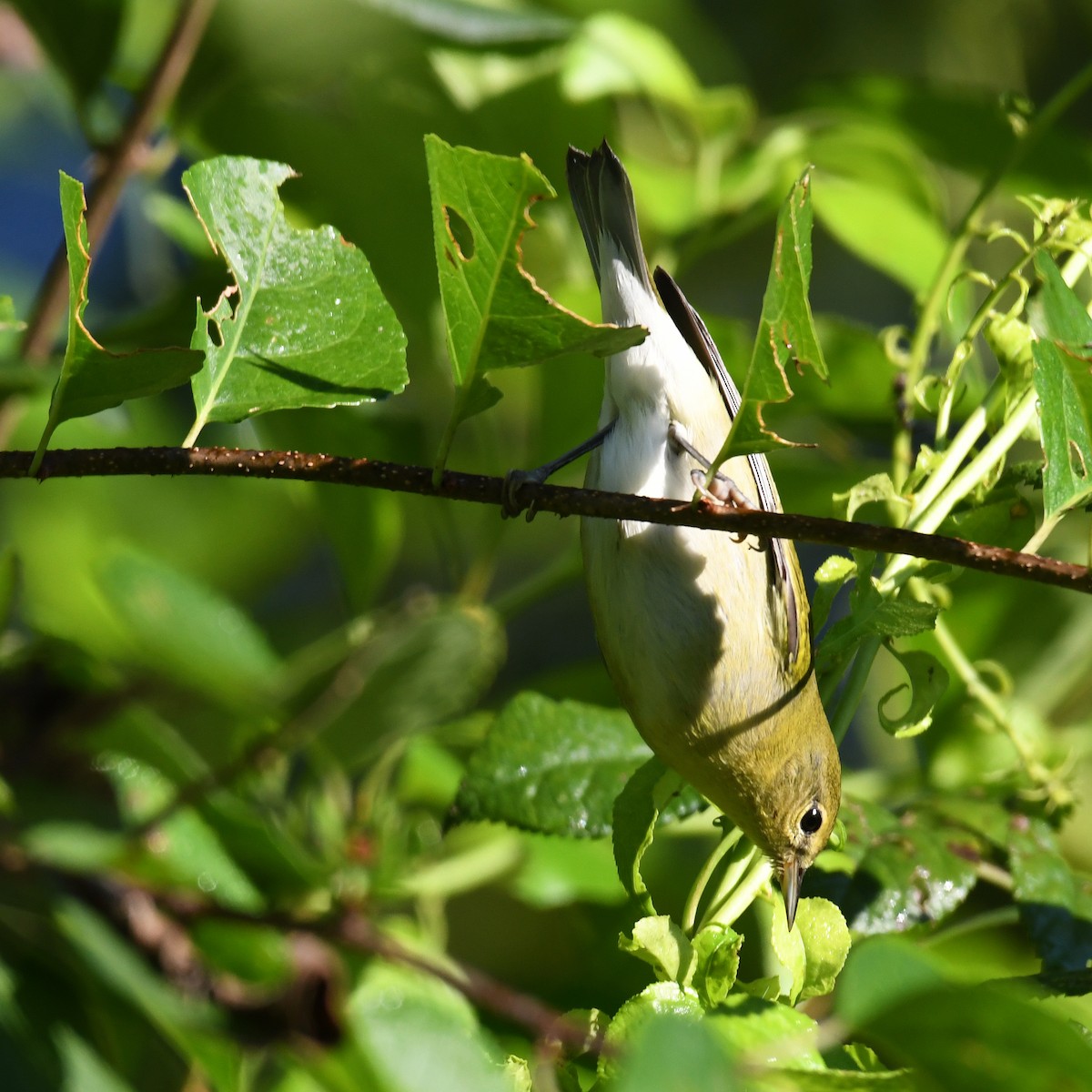 Tennessee Warbler - ML615933559