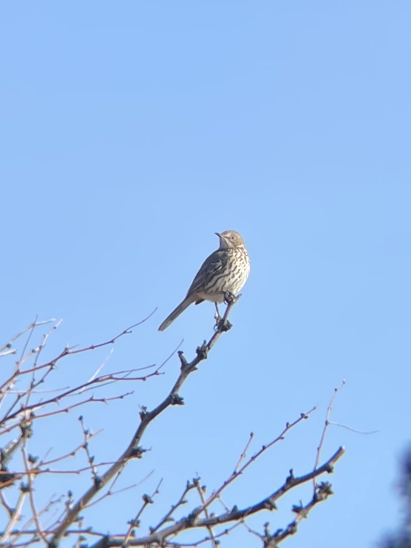 Sage Thrasher - ML615933569