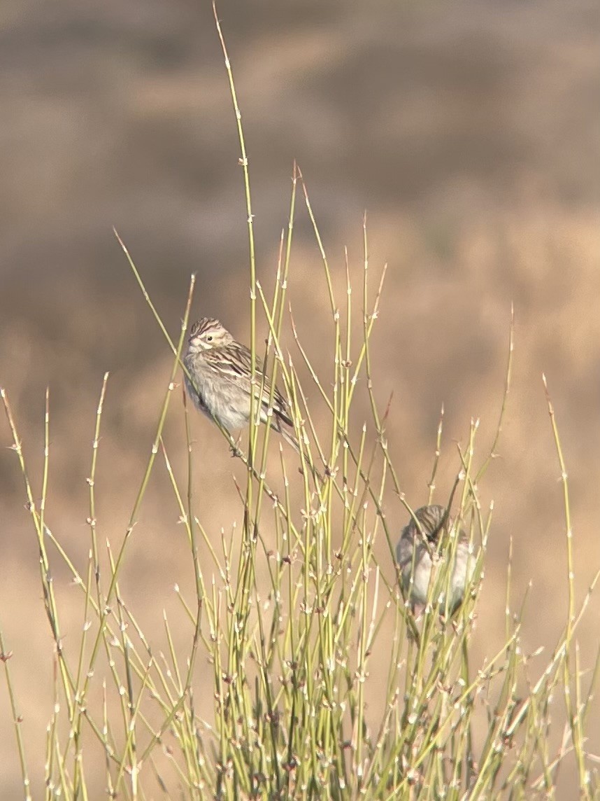 Brewer's Sparrow - ML615933584