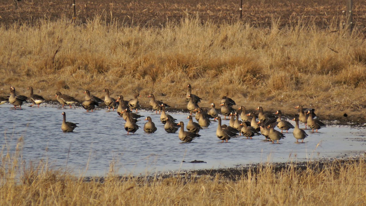 Greater White-fronted Goose - ML615933610