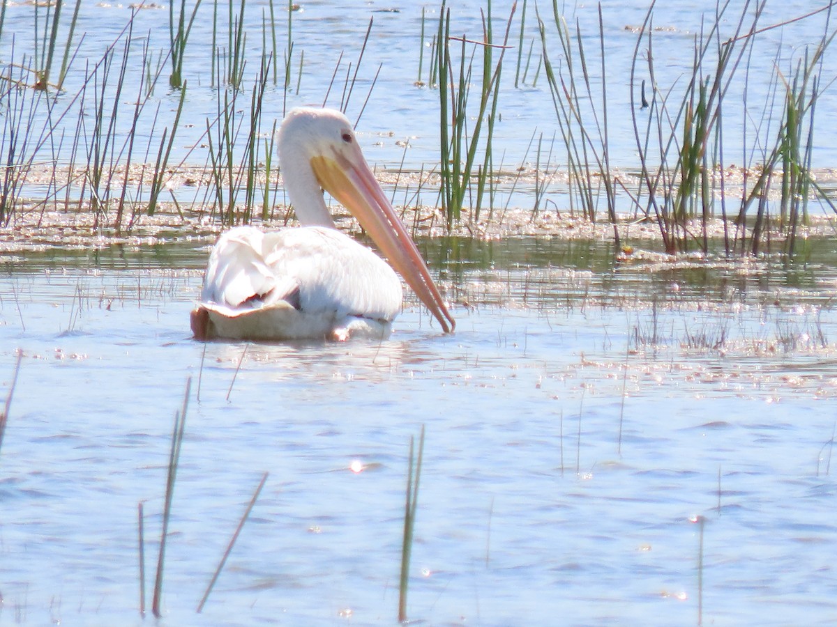 American White Pelican - Jeanne Kaufman