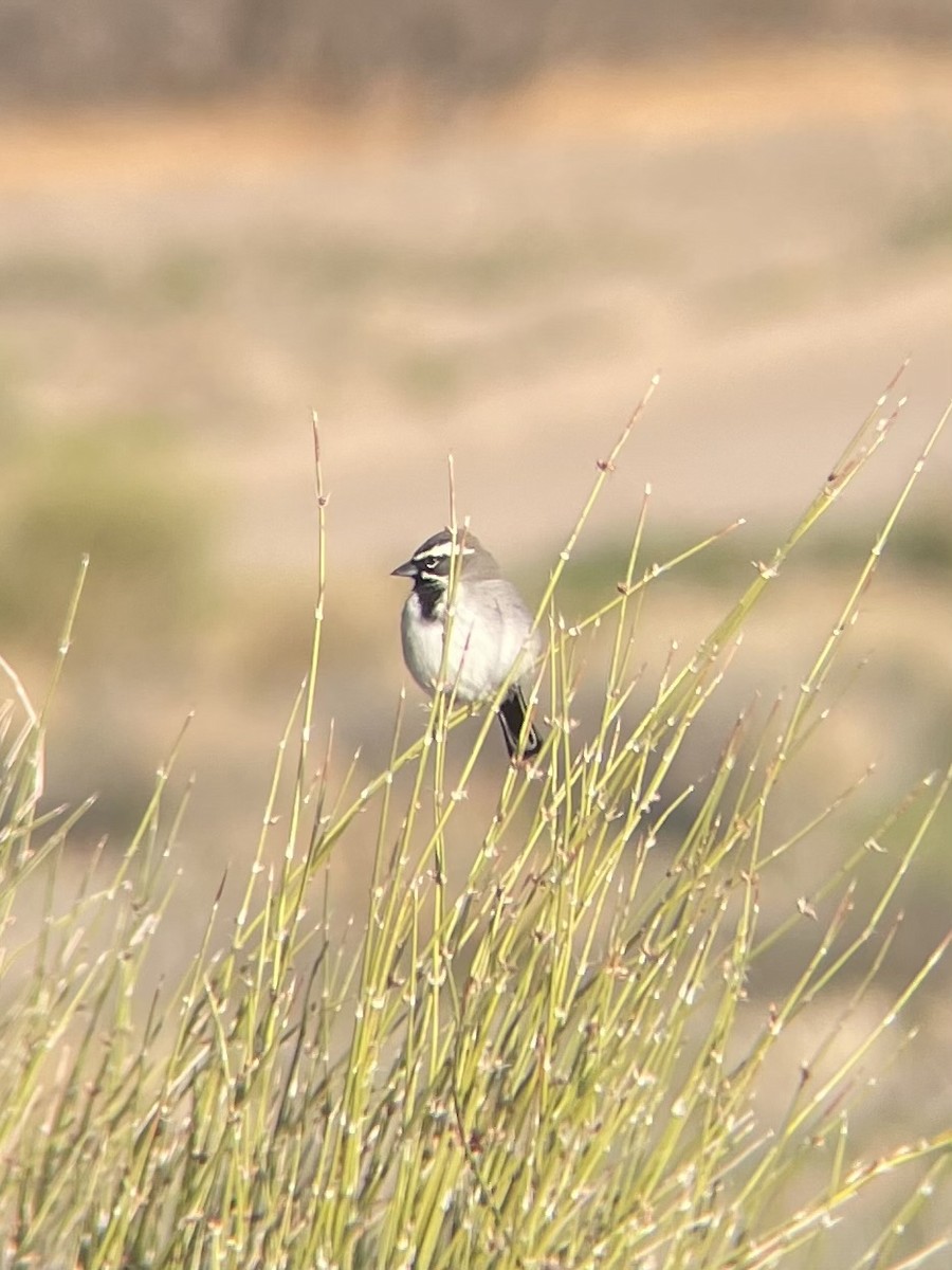 Black-throated Sparrow - ML615933632