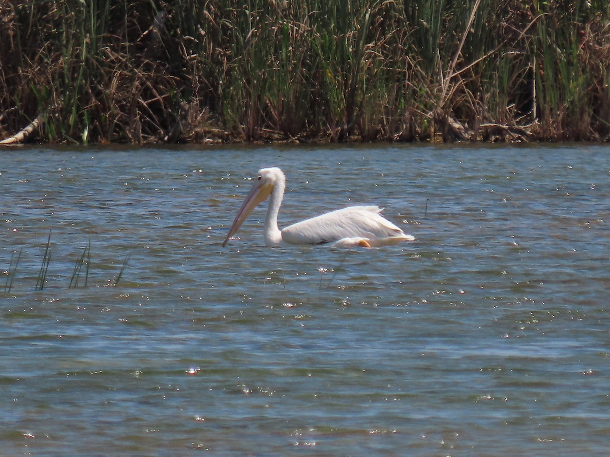 American White Pelican - Jeanne Kaufman