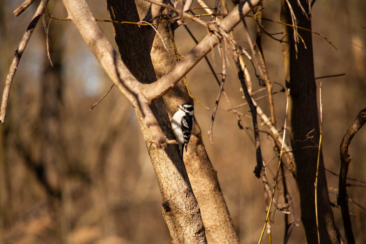 Downy/Hairy Woodpecker - ML615933712