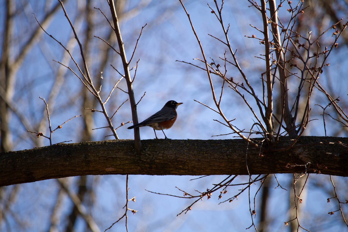 American Robin - ML615933719