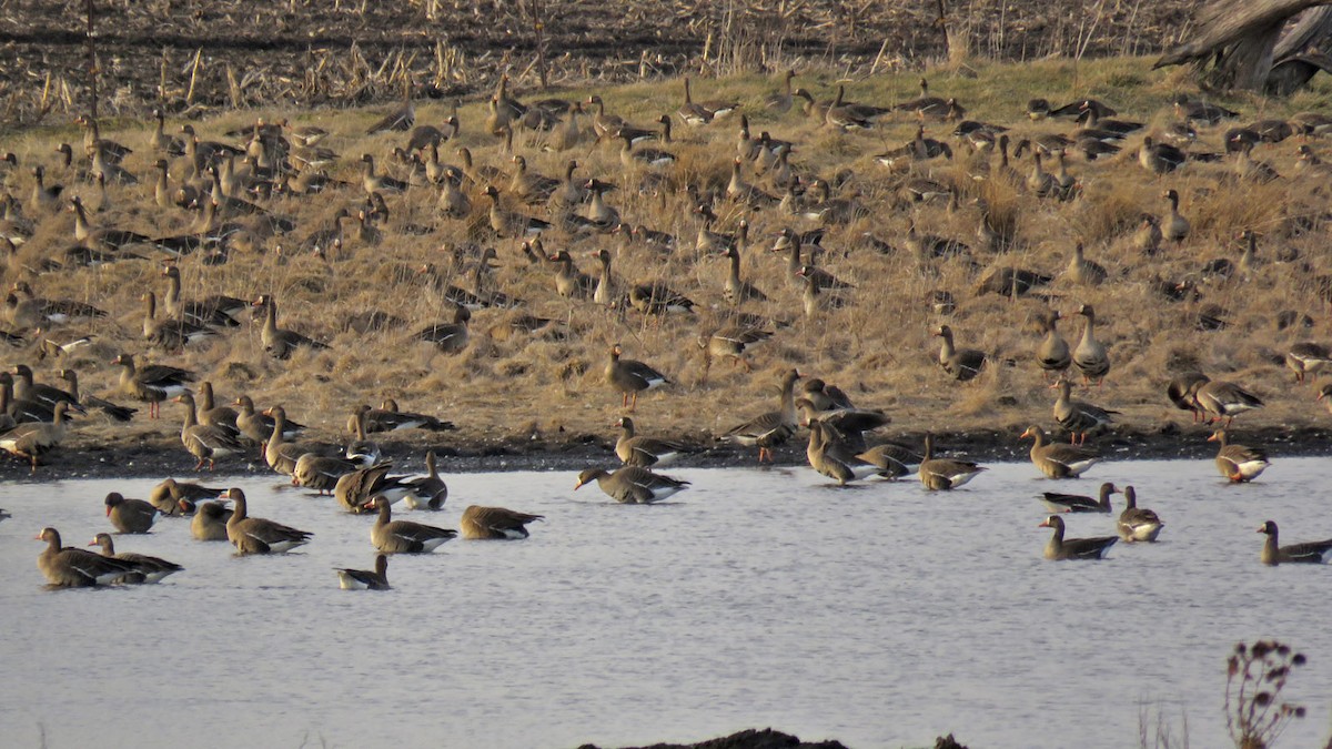 Greater White-fronted Goose - ML615933721