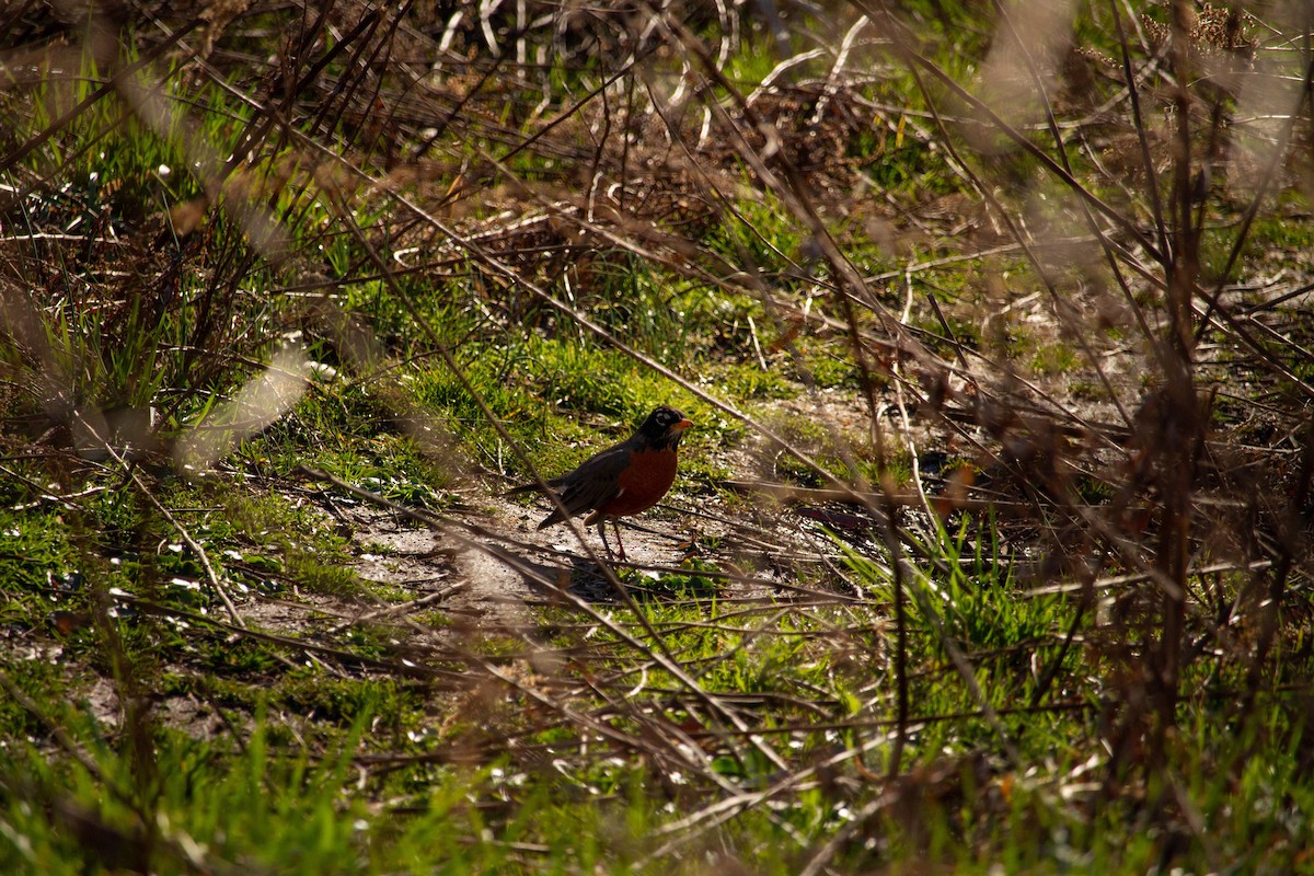 American Robin - ML615933724