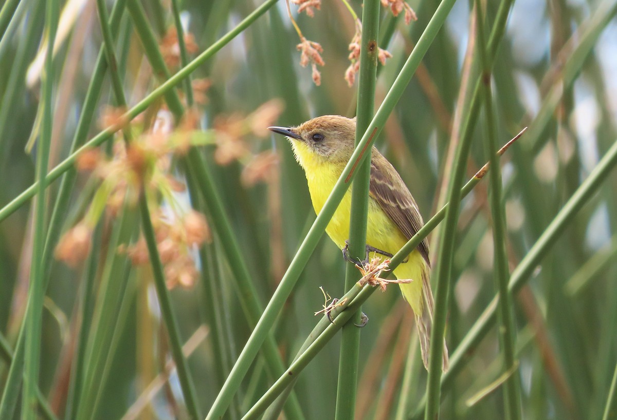 Warbling Doradito - Birding Tours Uruguay