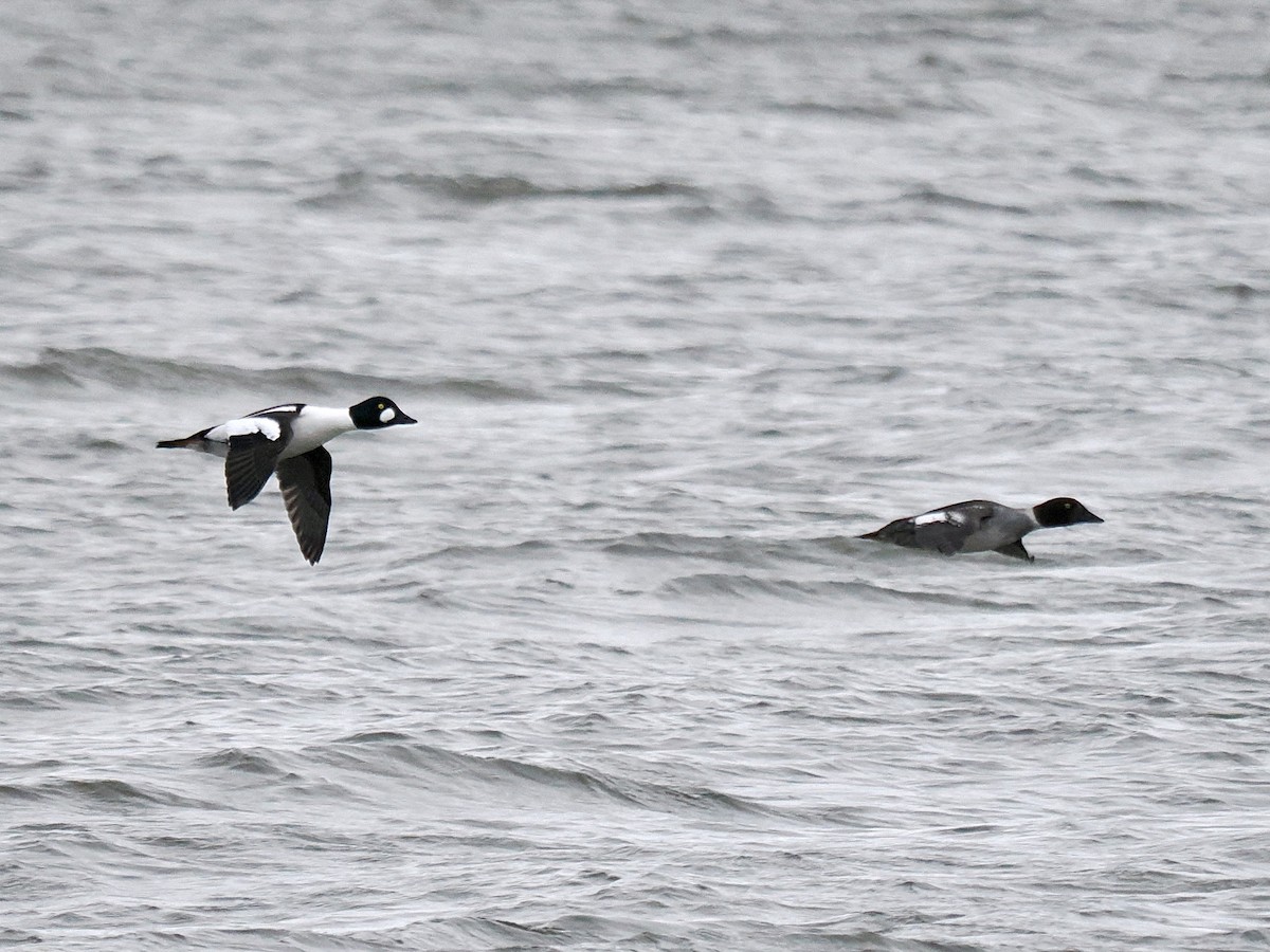 Common Goldeneye - ML615933775