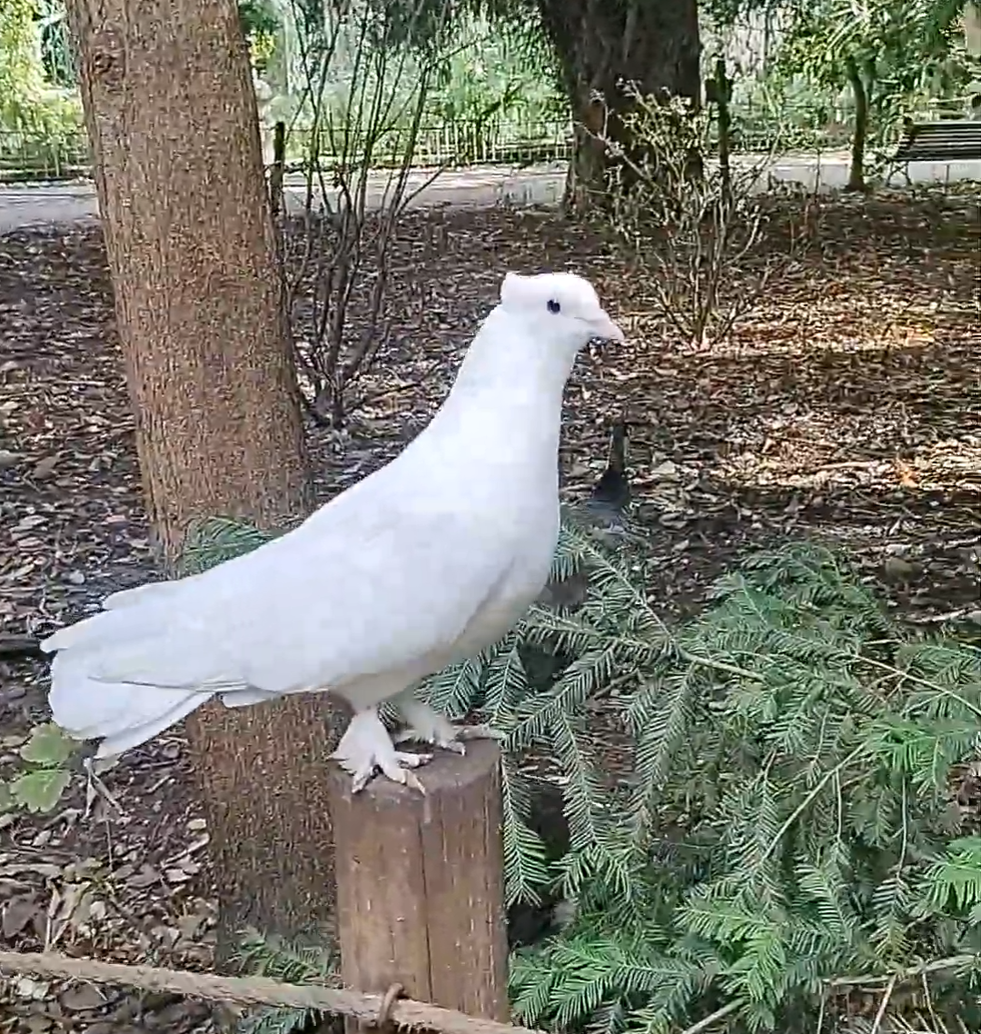 Rock Pigeon (Feral Pigeon) - ML615933785