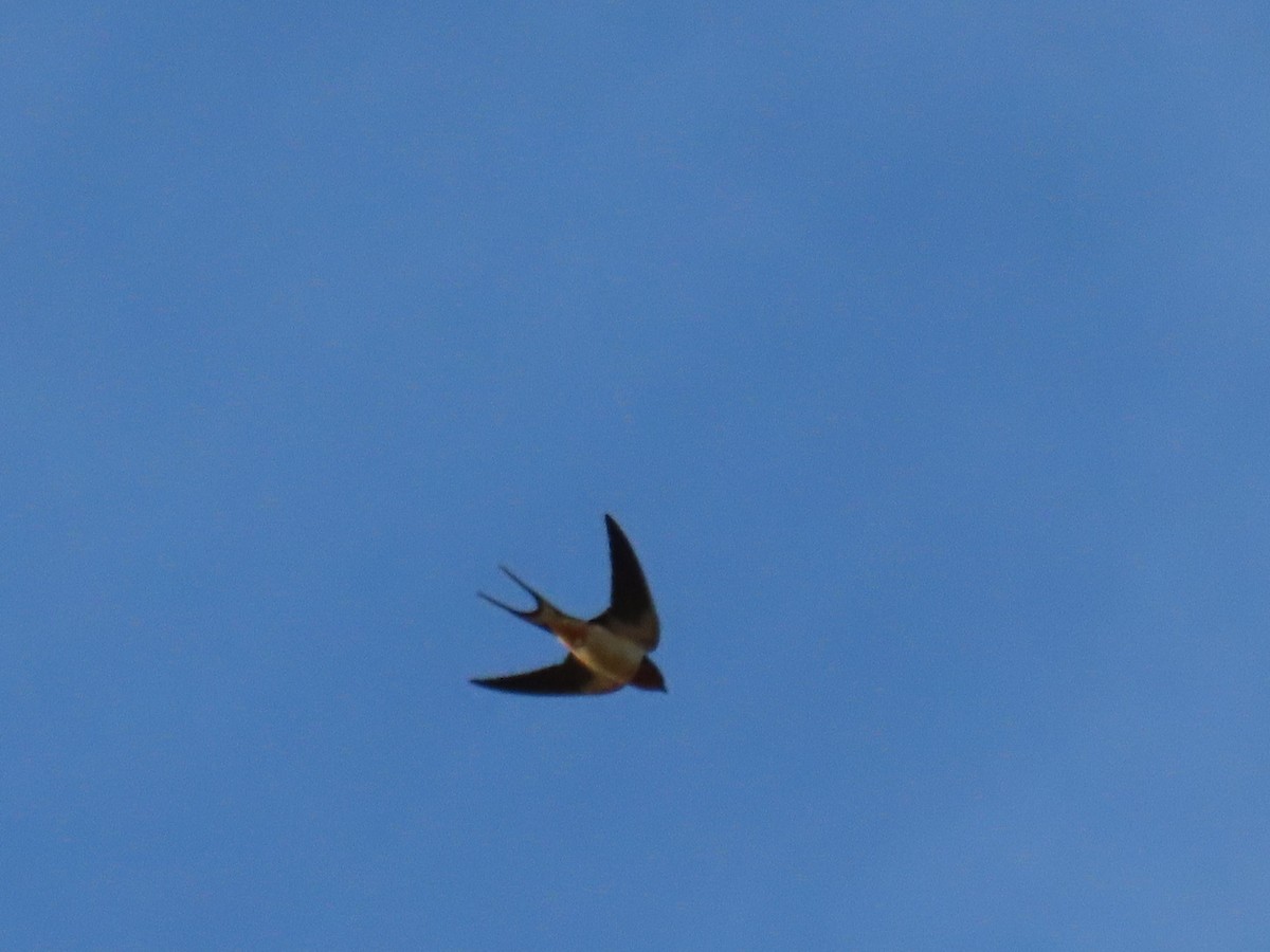 Barn Swallow - Kristin Mylecraine