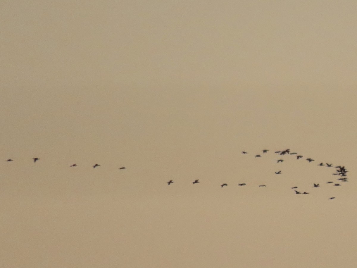 White-faced Ibis - Ines Vasconcelos