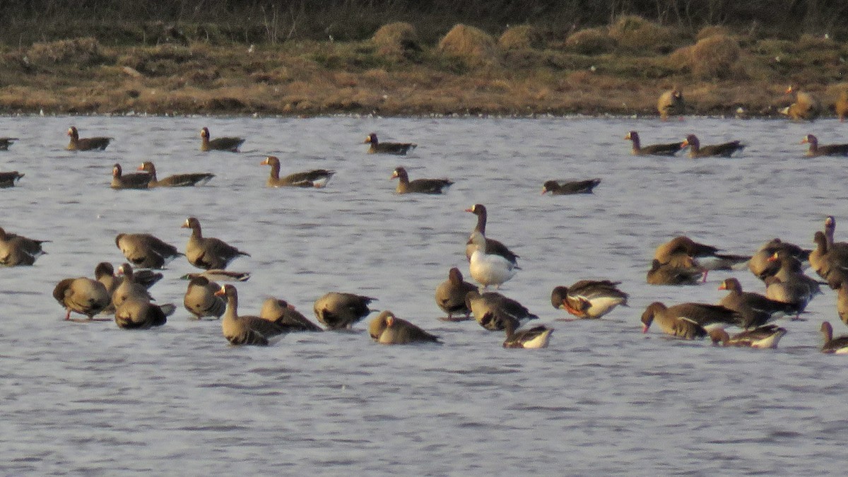 Ross's Goose - ML615933802
