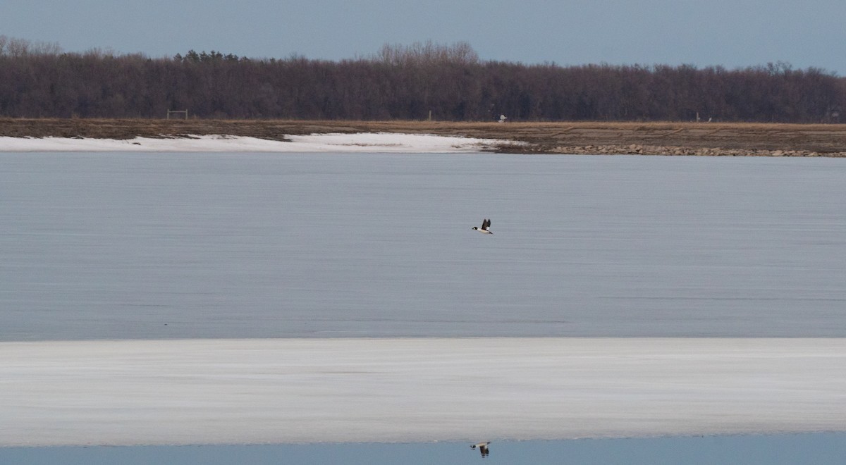 Common Goldeneye - ML615933834