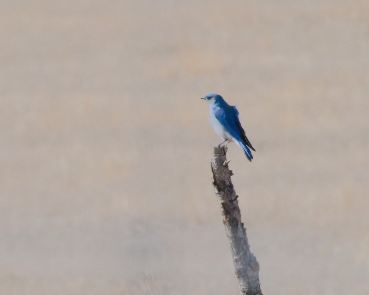 Mountain Bluebird - ML615933843