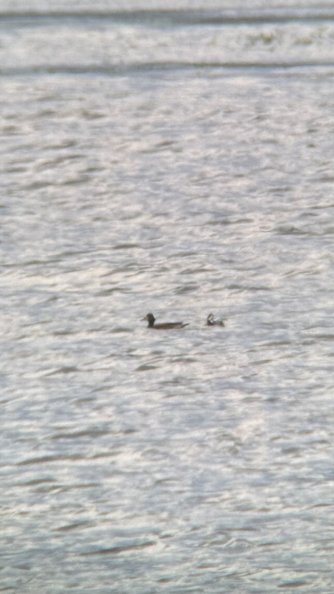 Chiloe Wigeon - Chris Bell