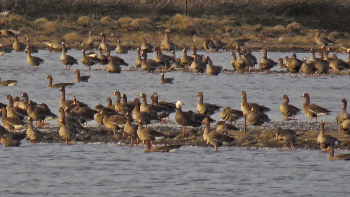 Snow Goose - ML615933881