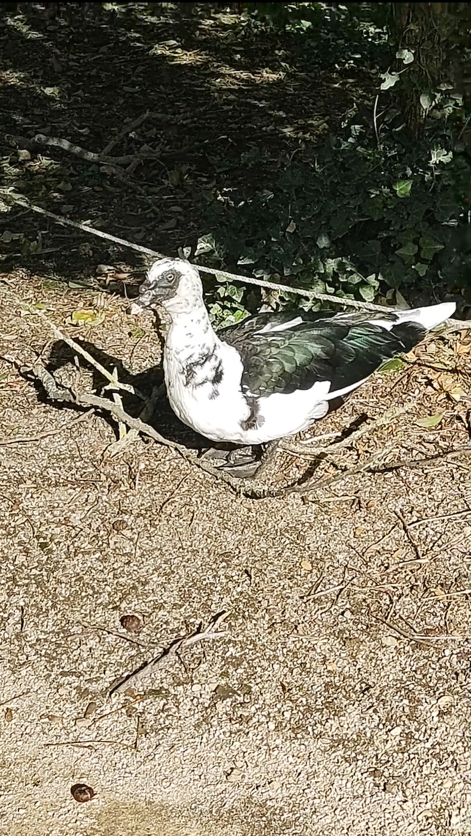 Muscovy Duck (Domestic type) - ML615933882