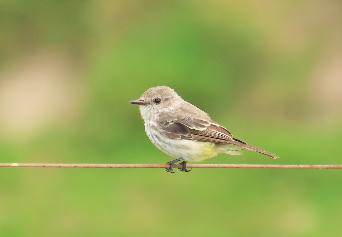 Vermilion Flycatcher - ML615933913