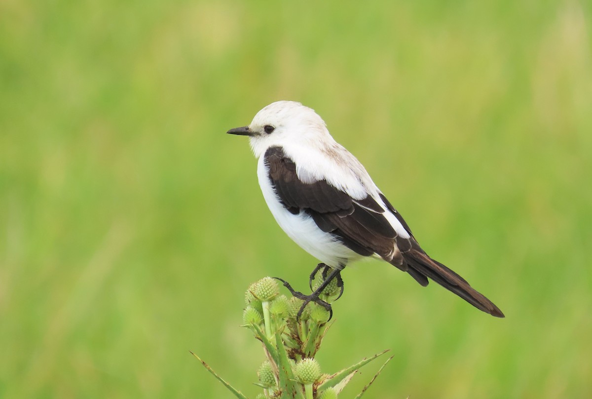 Black-and-white Monjita - Birding Tours Uruguay