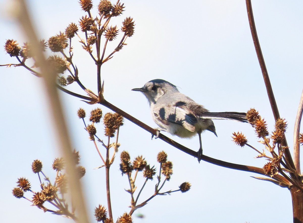 Masked Gnatcatcher - Birding Tours Uruguay