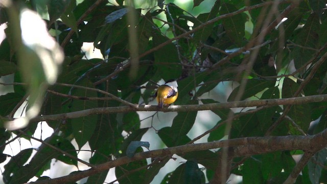 Manakin à col blanc - ML615933991