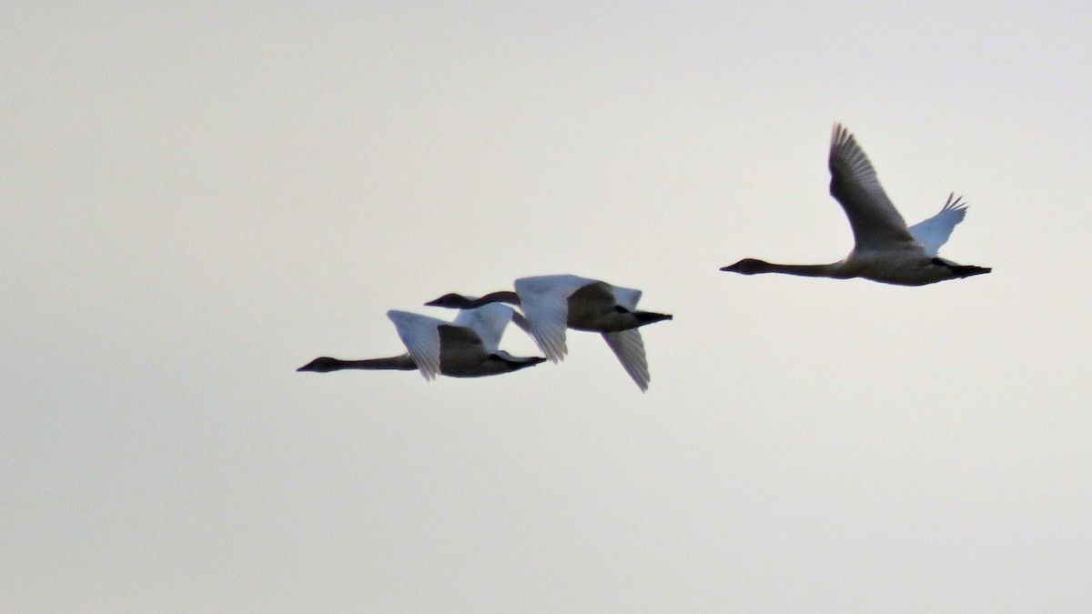 Tundra Swan - Thomas Schultz