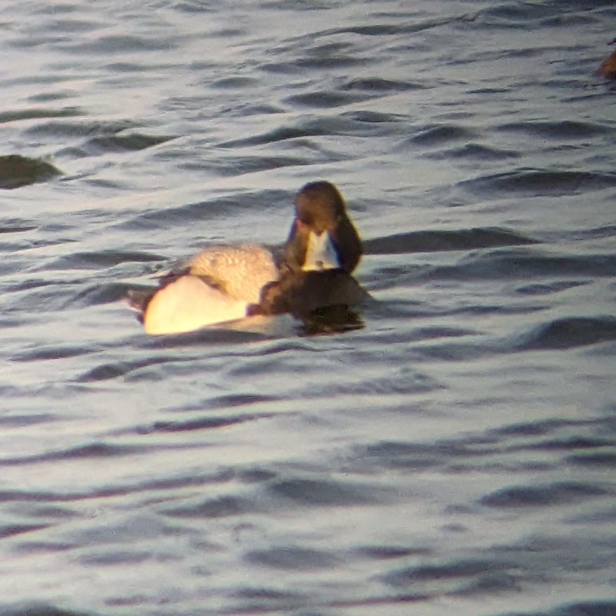 Lesser Scaup - ML615934008