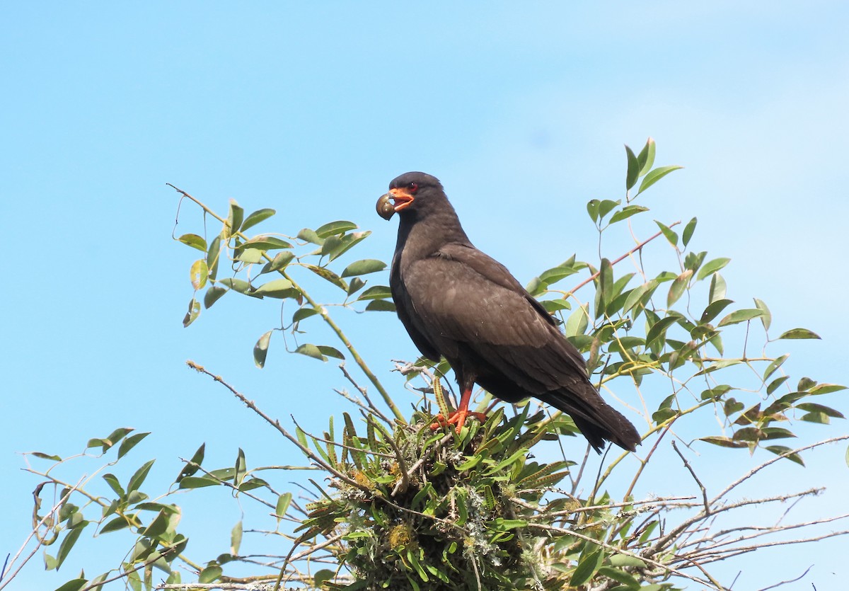 Snail Kite - Birding Tours Uruguay