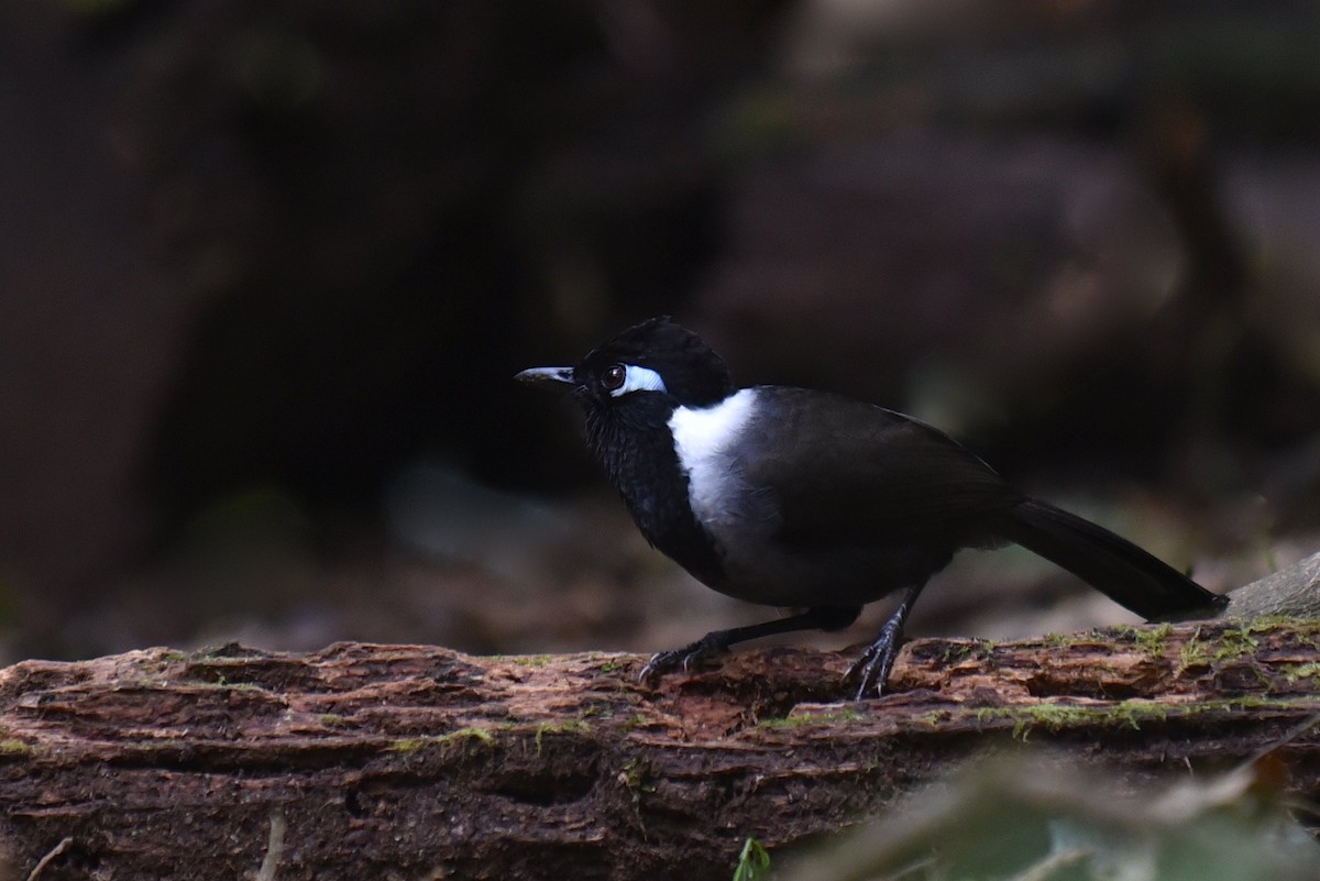 Black-hooded Laughingthrush - ML615934046