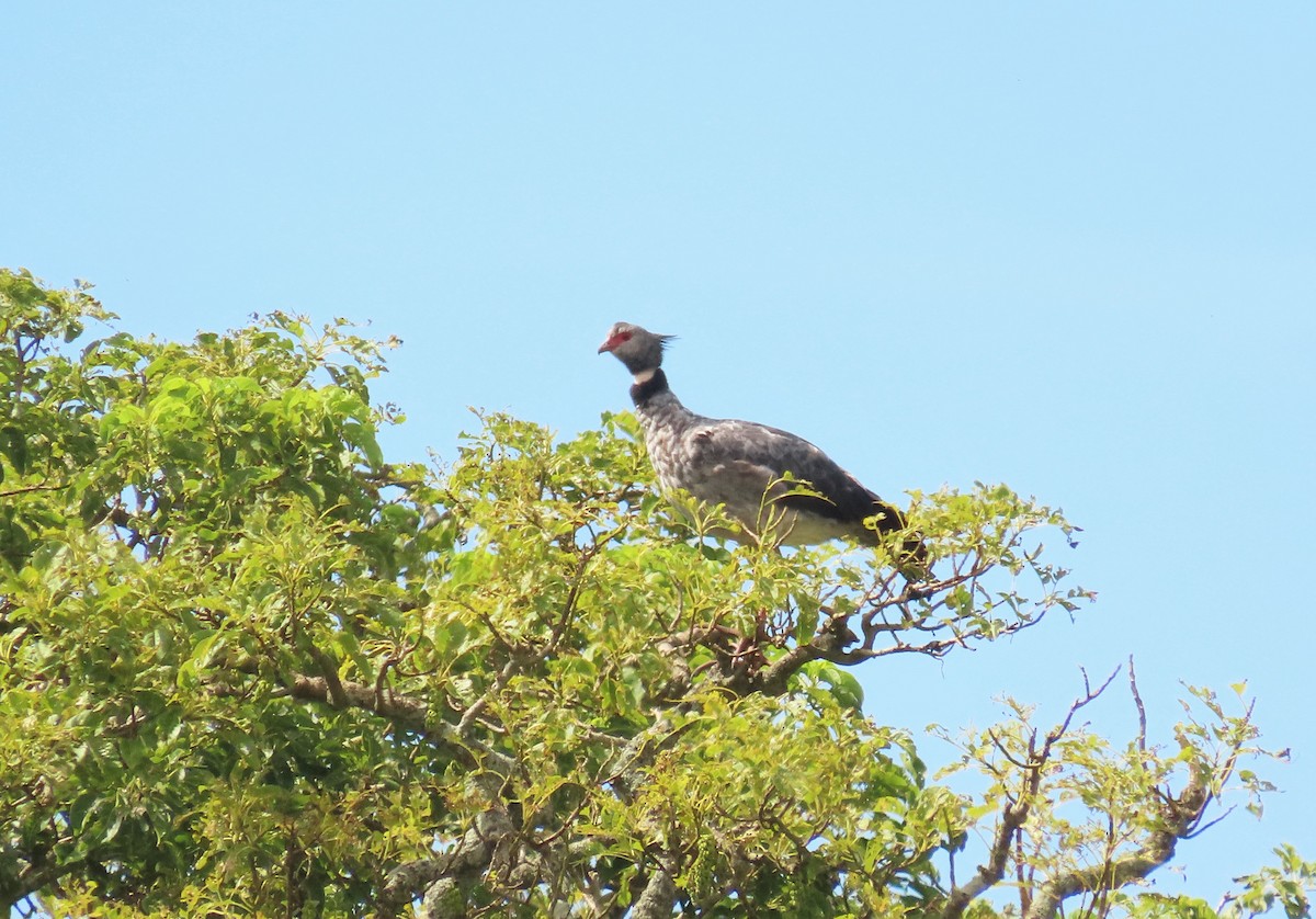 Southern Screamer - Birding Tours Uruguay