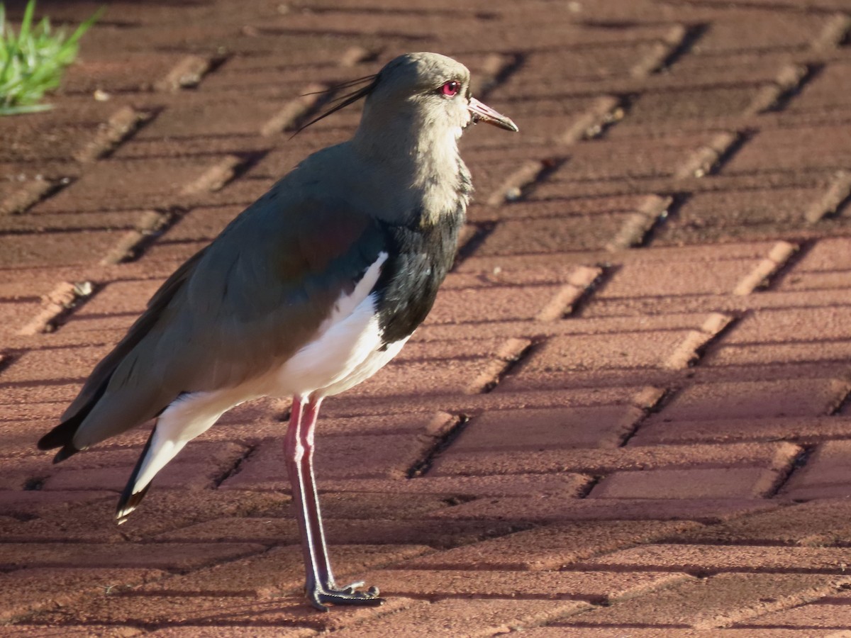 Avefría Tero (lampronotus) - ML615934057