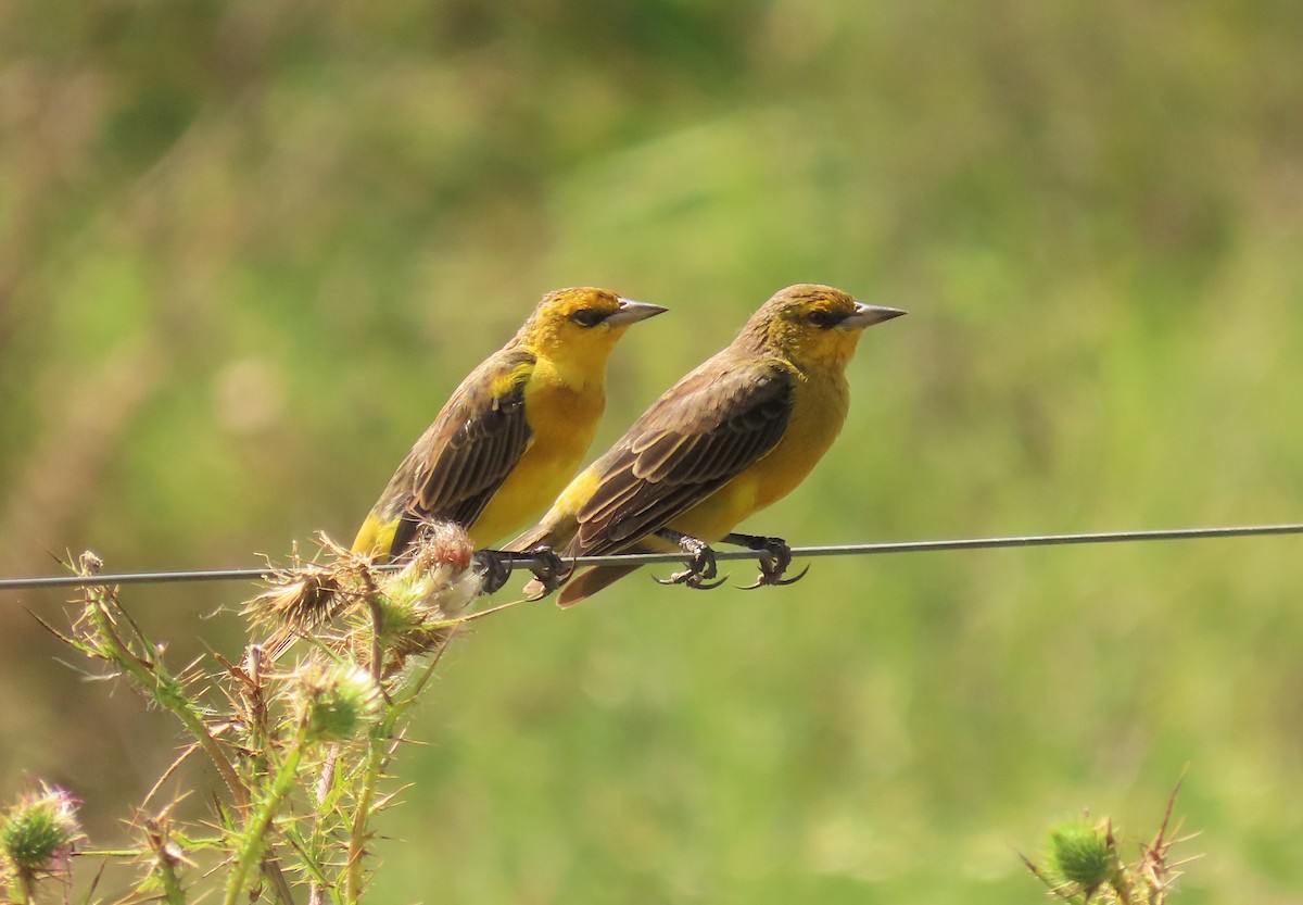 Saffron-cowled Blackbird - Birding Tours Uruguay